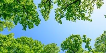 Photo of the top of trees looking upwards towards the sky.