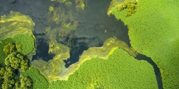 Aerial view of kayaks