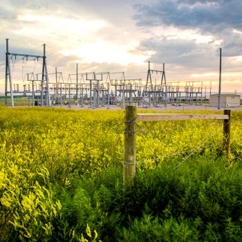 Substation with field of yellow flowers in foreground