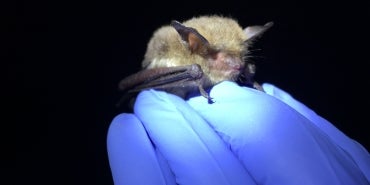 Hand holding bat during survey activities