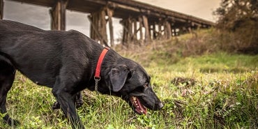 dog searching ground near railway bridge