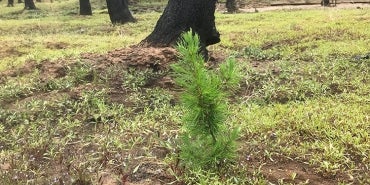 Tree planted in Oregon forest