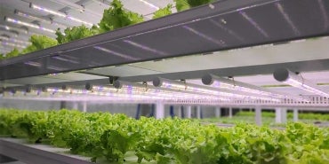 Growing Racks with lights shining over plants.