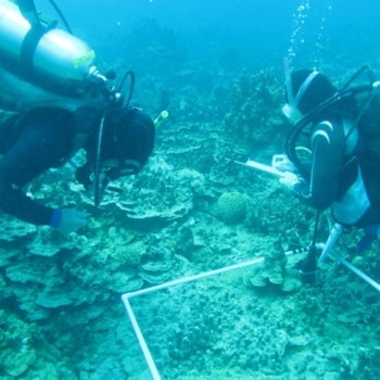 Coral mitigation, divers