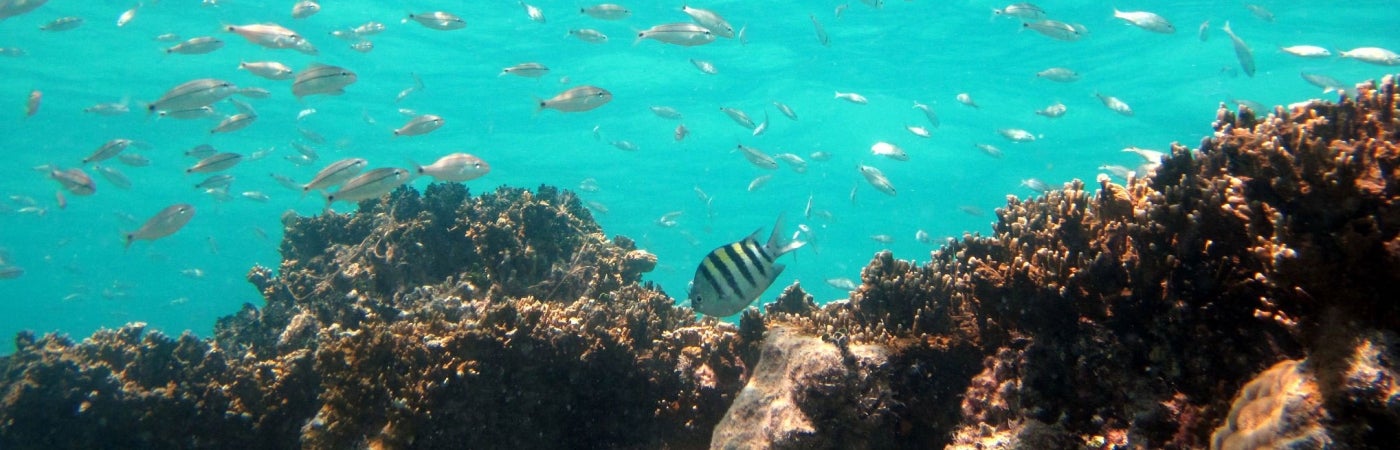 coral reef, fish