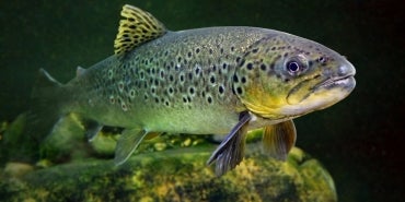 The brown trout (Salmo trutta)