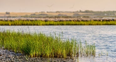 A scenic image depicting a shoreline with lush green grass in the foreground and a calm body of water. In the background, there is a hazy view of a flat horizon with several wind turbines. The setting suggests a tranquil, natural environment.