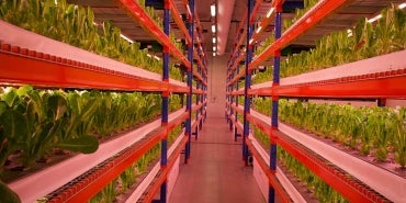 Growing Racks with lights shining over plants at hydroponic farm.