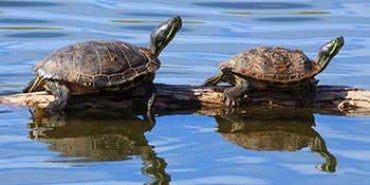 ESA listings turtles on a log in water.