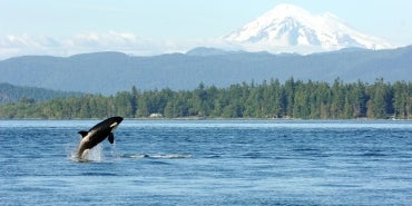 Orca (Killer Whale) in Salish Sea, Washington