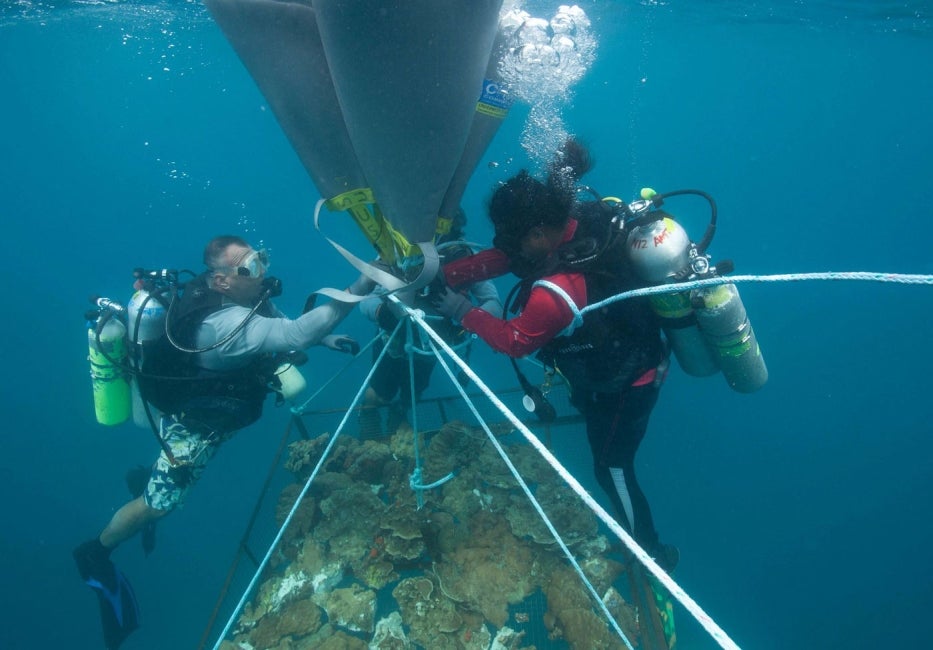 divers working on coral habitat