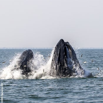 Marine Species Monitoring