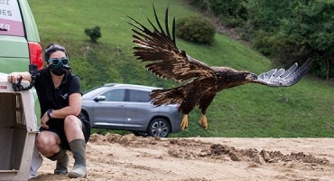 woman releases eagle