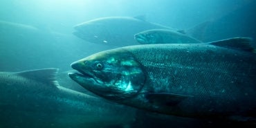 Salmon in the Columbia River, Oregon