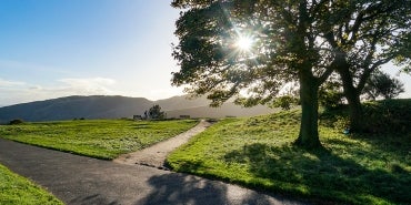 image of sun shining through a tree with a path nearby